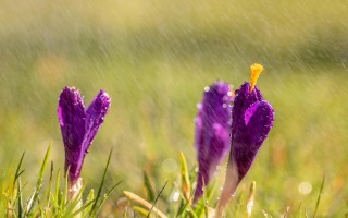 谷雨时节，电商营销的春日盛宴