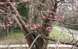 49图库梅花诗在哪里_作答解释落实_iPad27.33.56